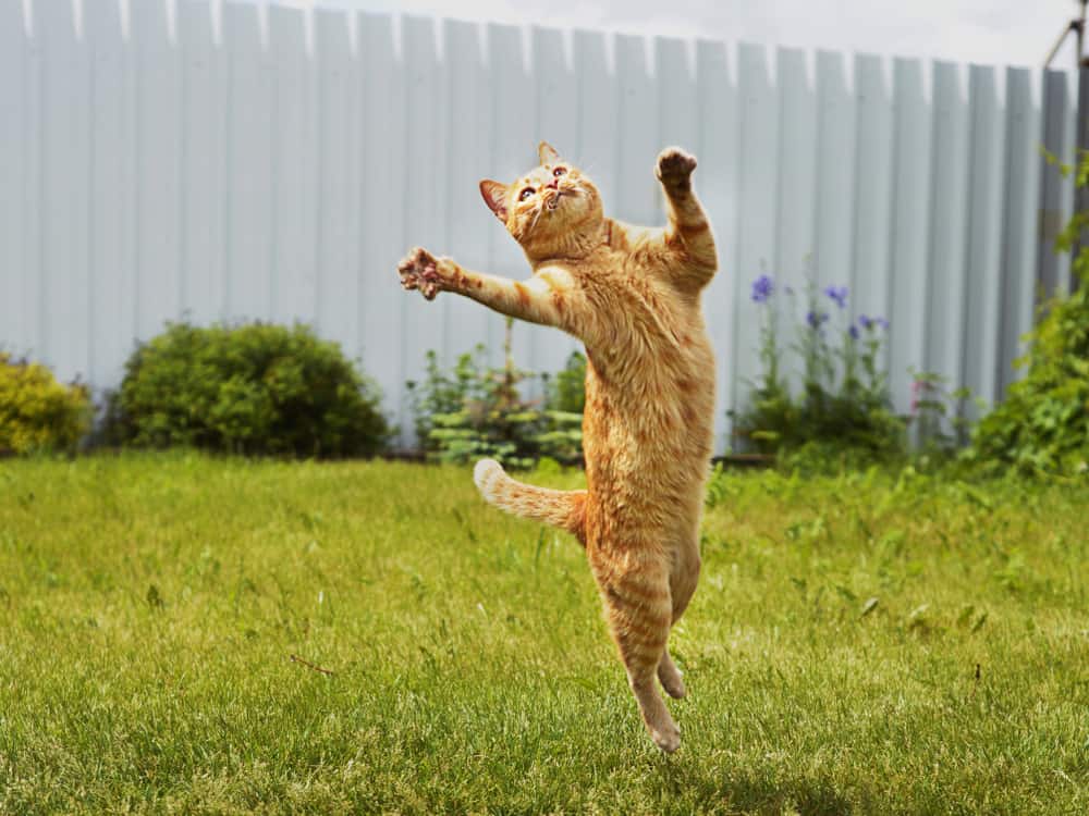 This is a ginger cat jumping on the grass lawn.