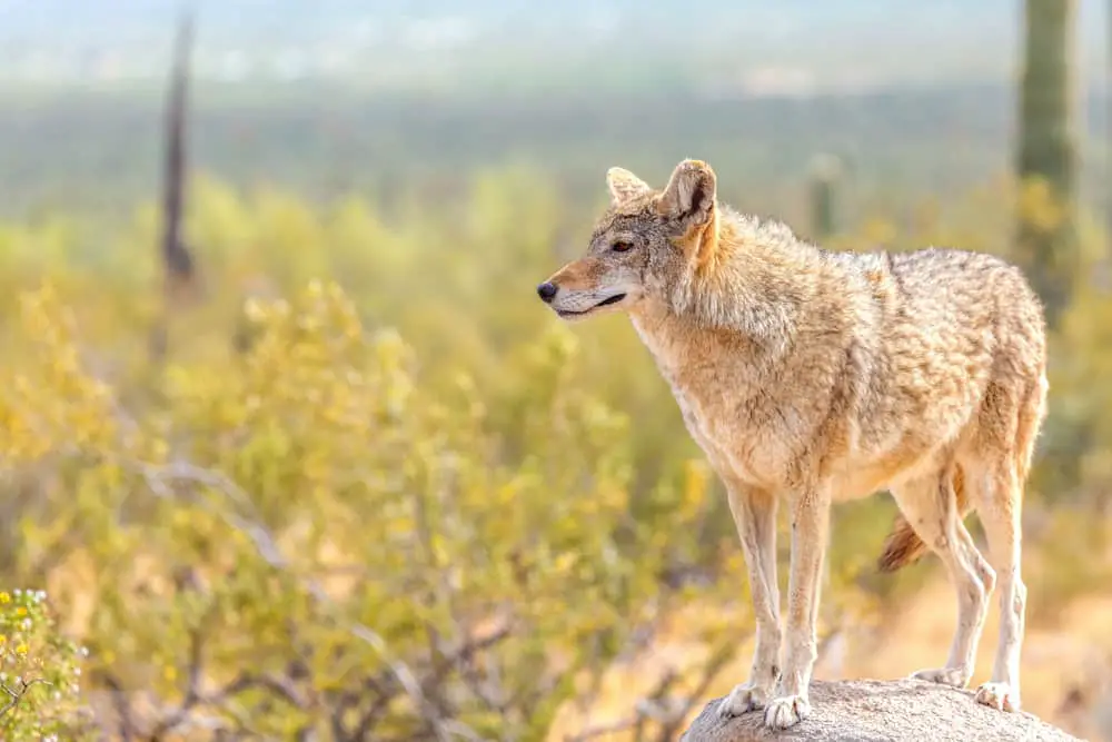 38 Different Types of Coyotes - NatureNibble