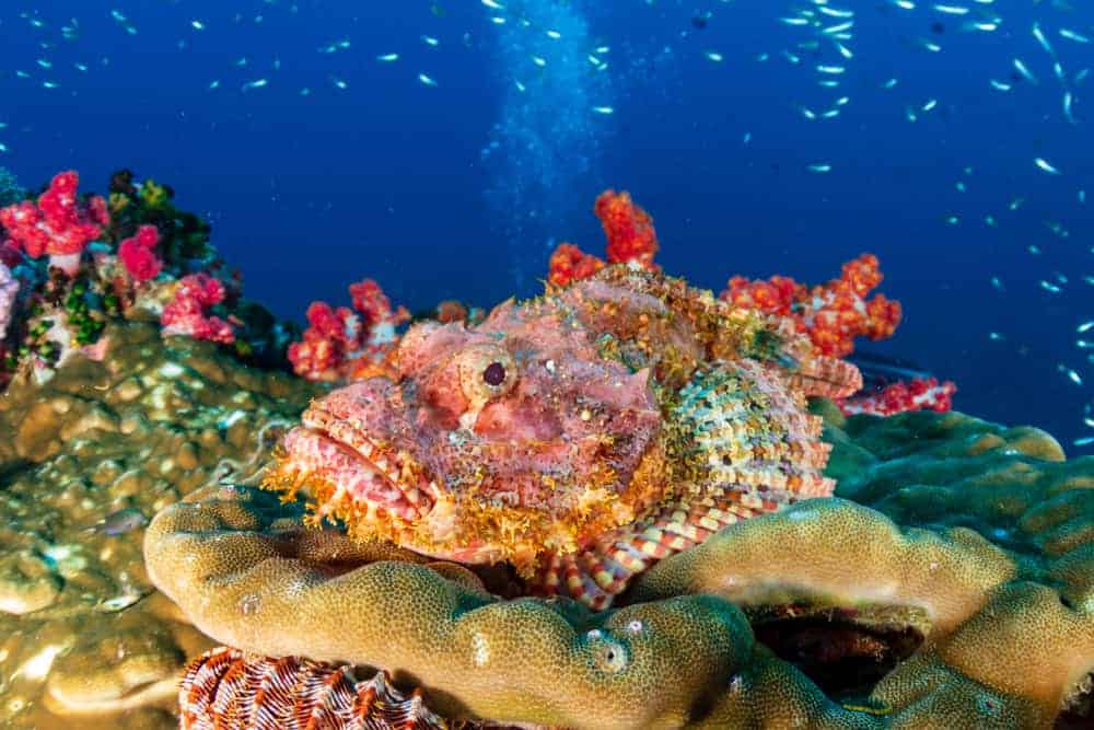 This is a stonefish hiding on a coral reef.