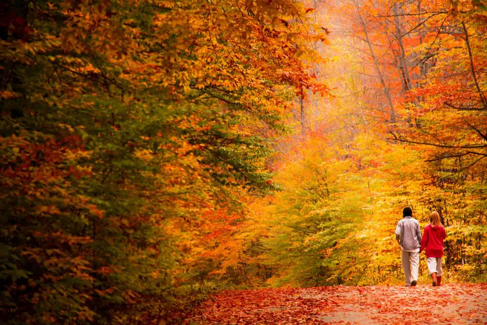 This is a view of a couple walking in the autumn forest in Quebec.