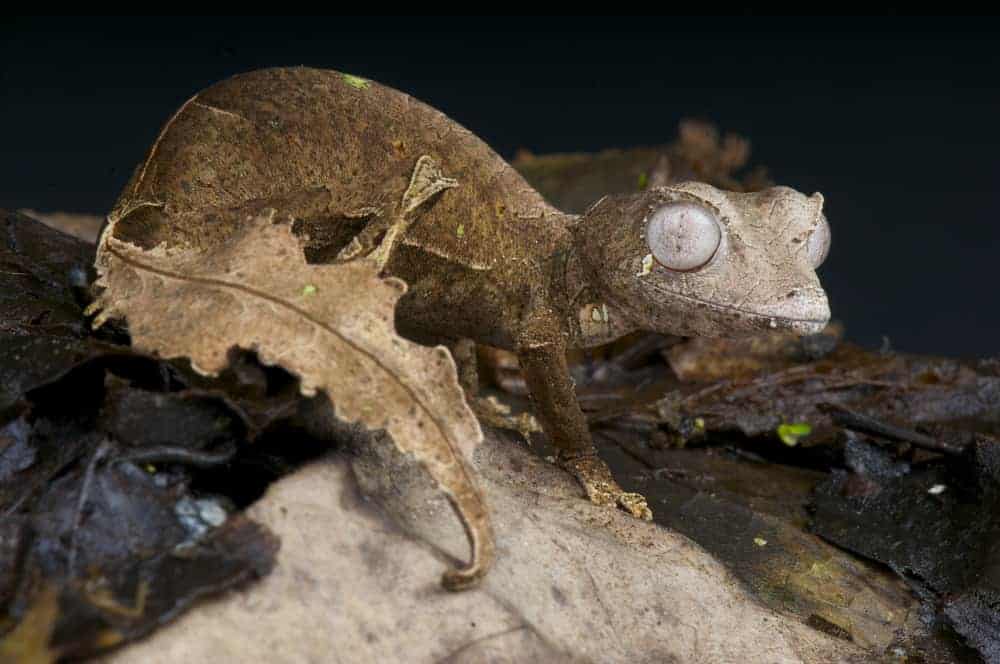 This is a leaf-tailed gecko blending in with the dried leaves.