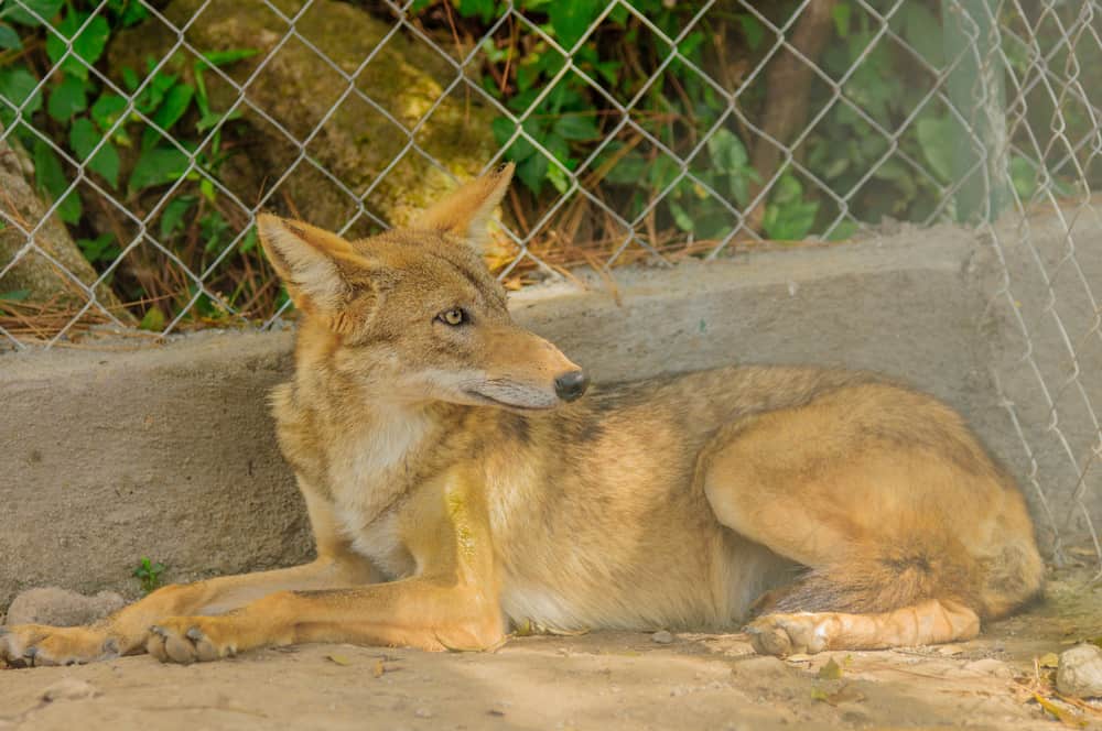 This is a reddish Salvador Coyote found in Panama.
