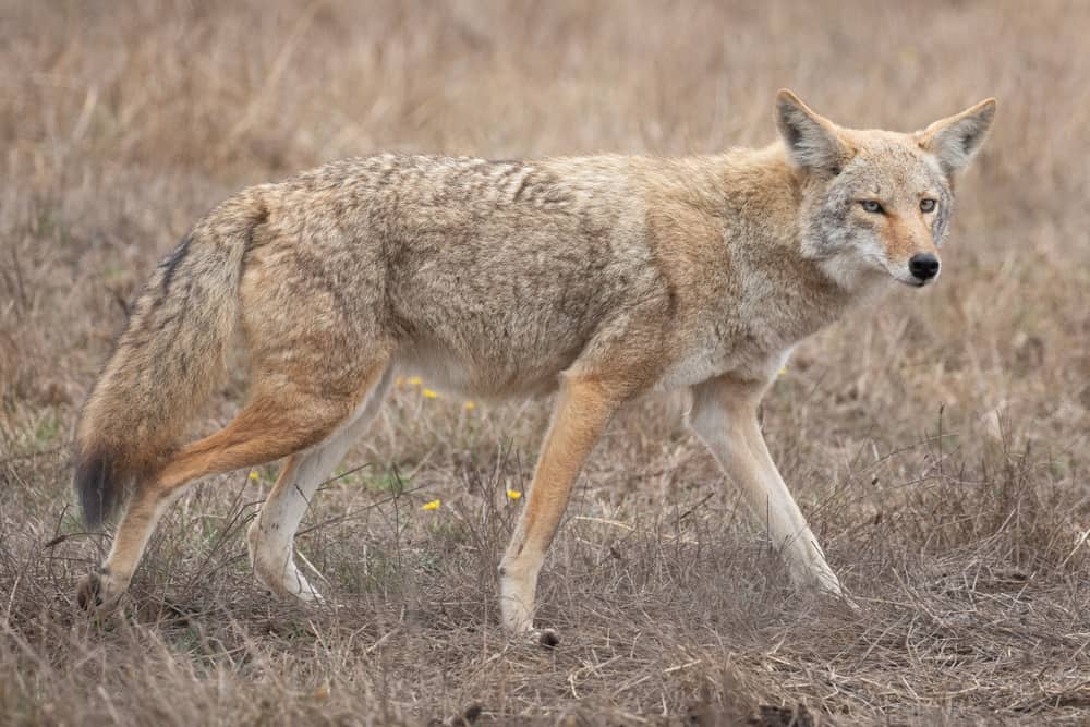This is a close look at a wild coyote walking on a grassland.