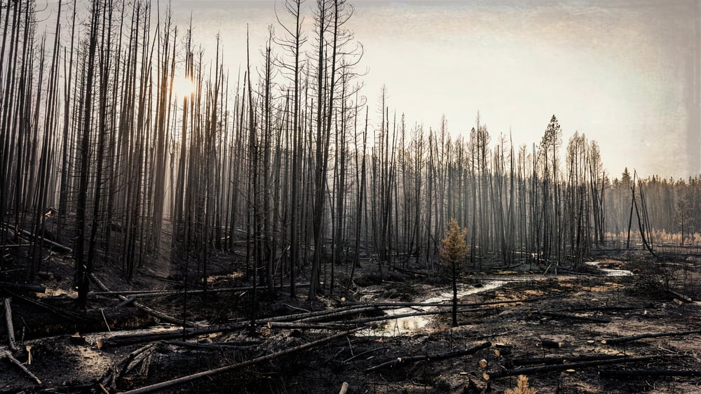 This is a look at the burnt pine forest in Stanley, Idaho.