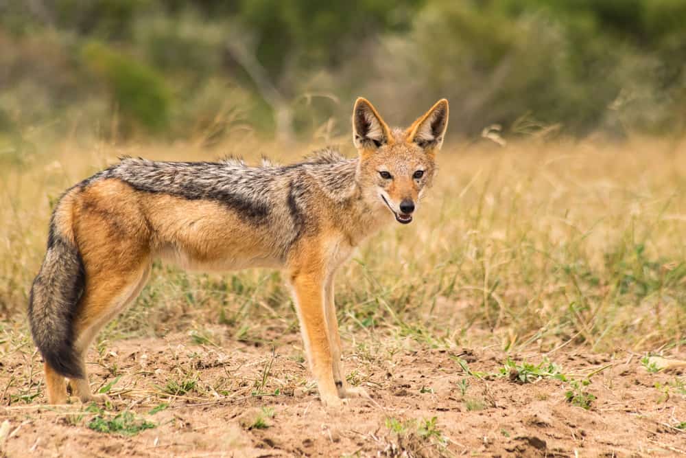 This is a jackal on a hunt at the grassland.