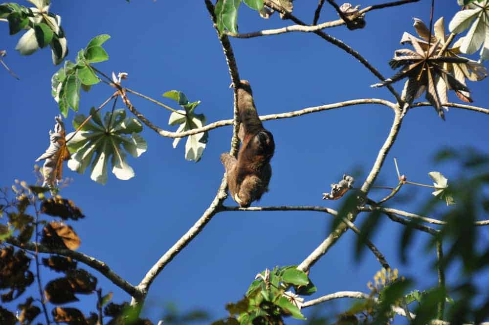 This is a sloth climbing a tree.