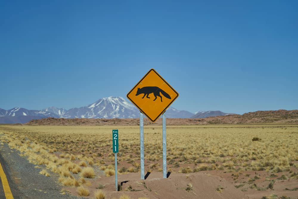 This is a highway street sign for coyotes at a desert road.