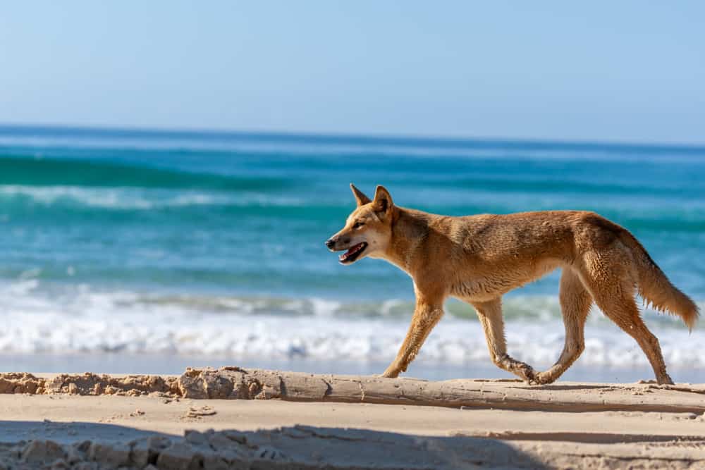 This is a dingo walking by the beach.