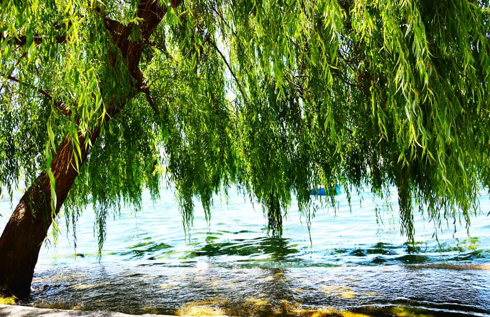 This is a close look at a willow tree by the water.