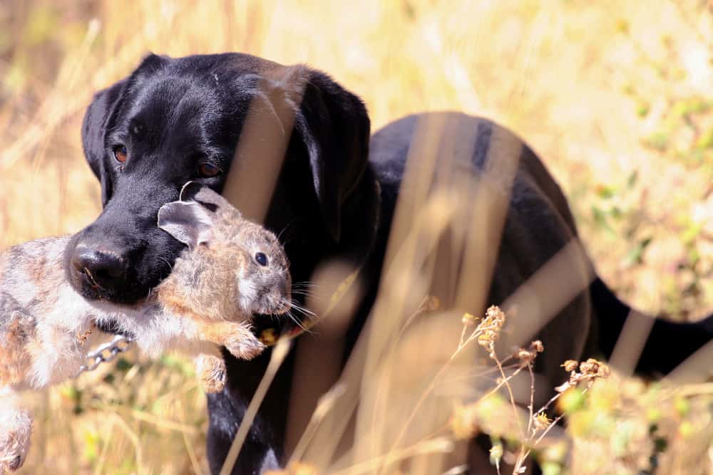 This is a domesticated hunting dog with a rabbit caught in its hunt.