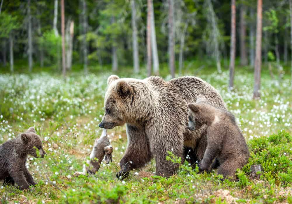 A large brown bear brings a caught rabbit to the cubs.