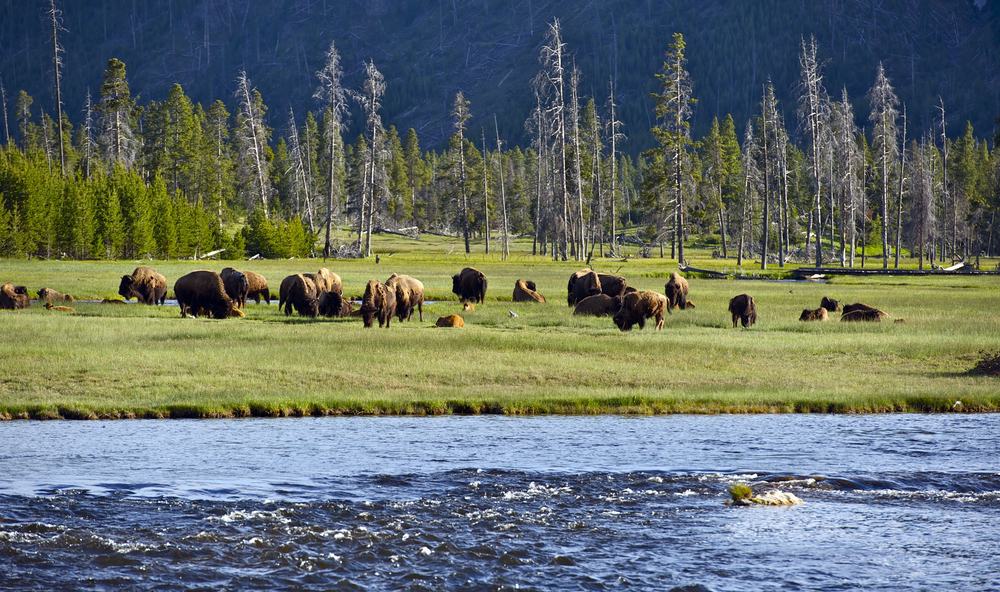 This is a close look at Yellowstone National Park with a herd of bison grazing.