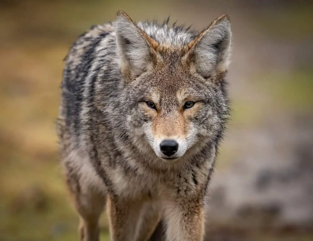 This is a close look at a gray and brown coyote.