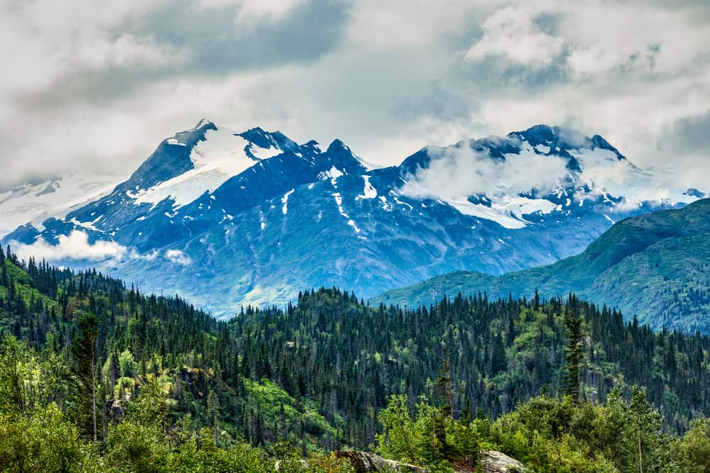 This is a view of Chugach National Forest showcasing pine trees and the view of the mountains.