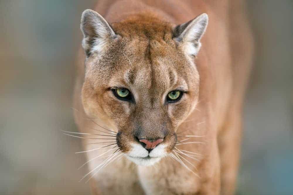 This is a close look at the face of a brown mountain lion.