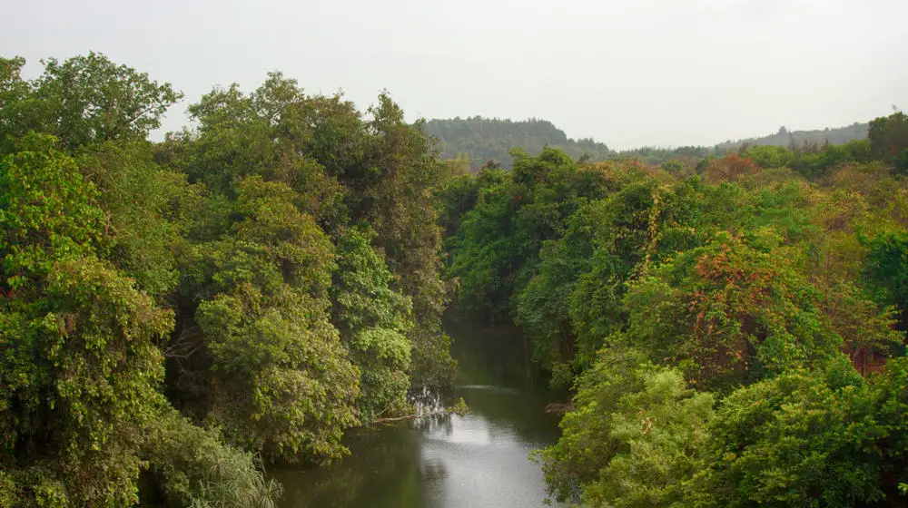 This is a moist tropical forest with a river in Western Ghats, India.