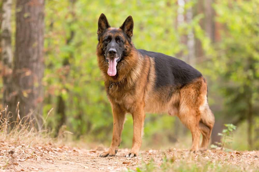 This is a close look at a German Shepherd standing in a spring forest.