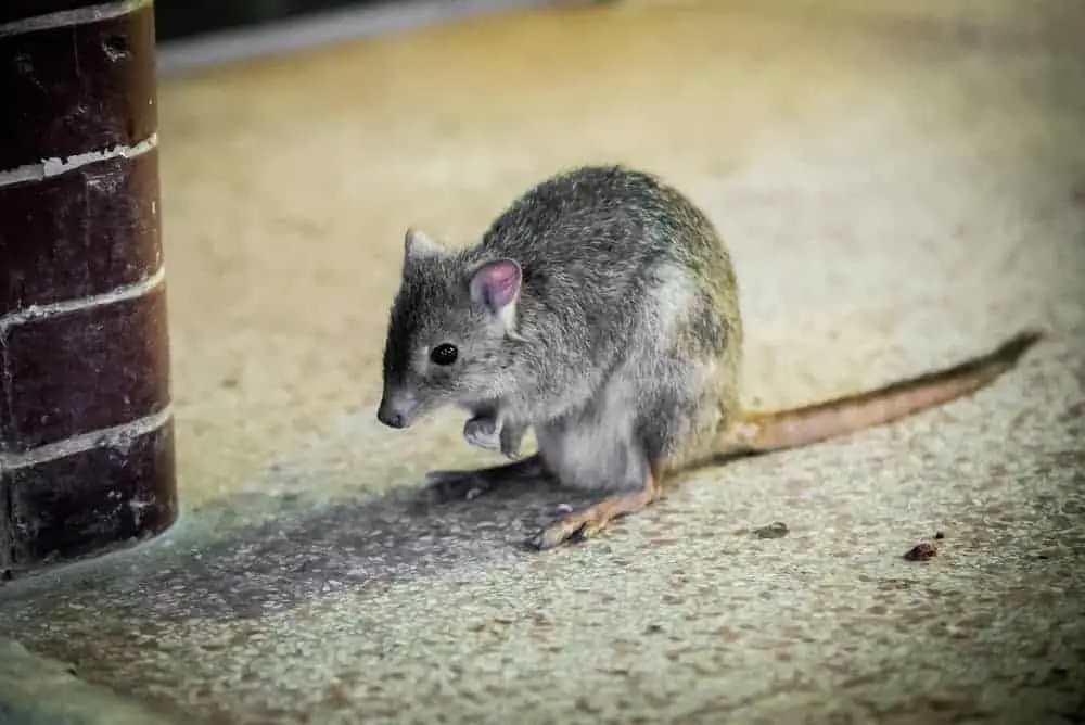 This is a close look at a kangaroo rat standing on a concrete floor.