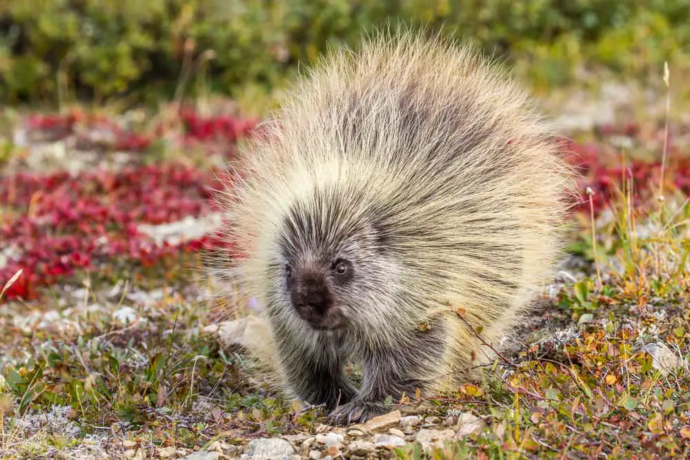 This is a close look at a walking porcupine at a stony grassland.