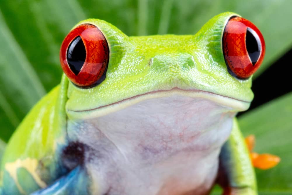 This is a close look at a red-eyed tree frog on a leaf.