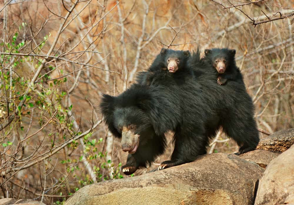 This is a mother sloth bear with her offspring riding on her back.