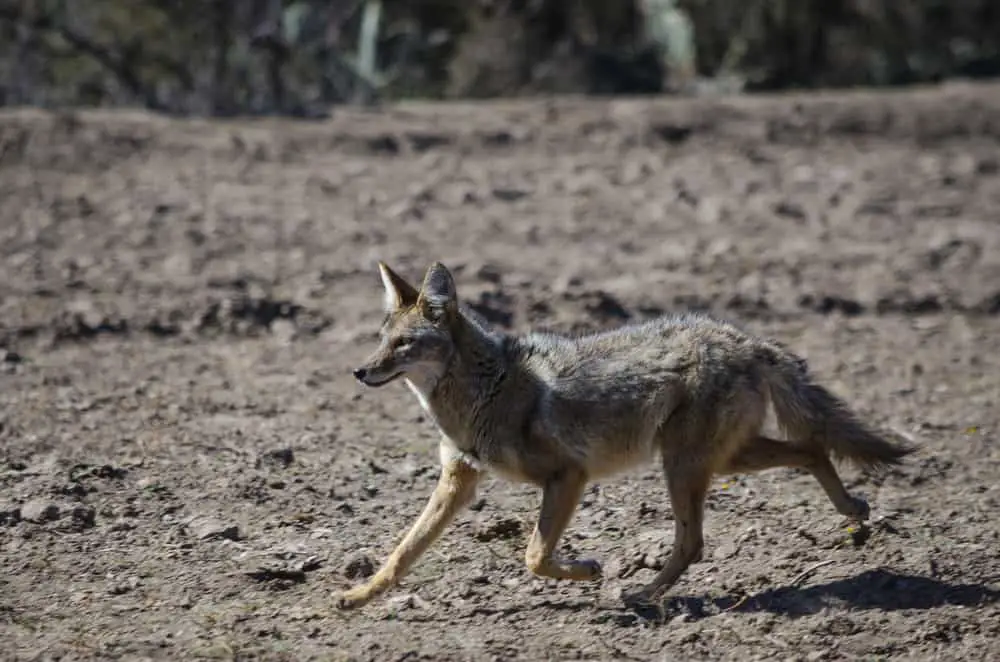 A wild Mexican Coyote running.