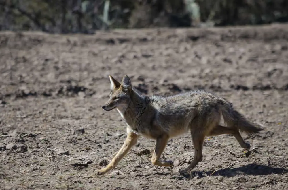 38 Different Types of Coyotes - NatureNibble