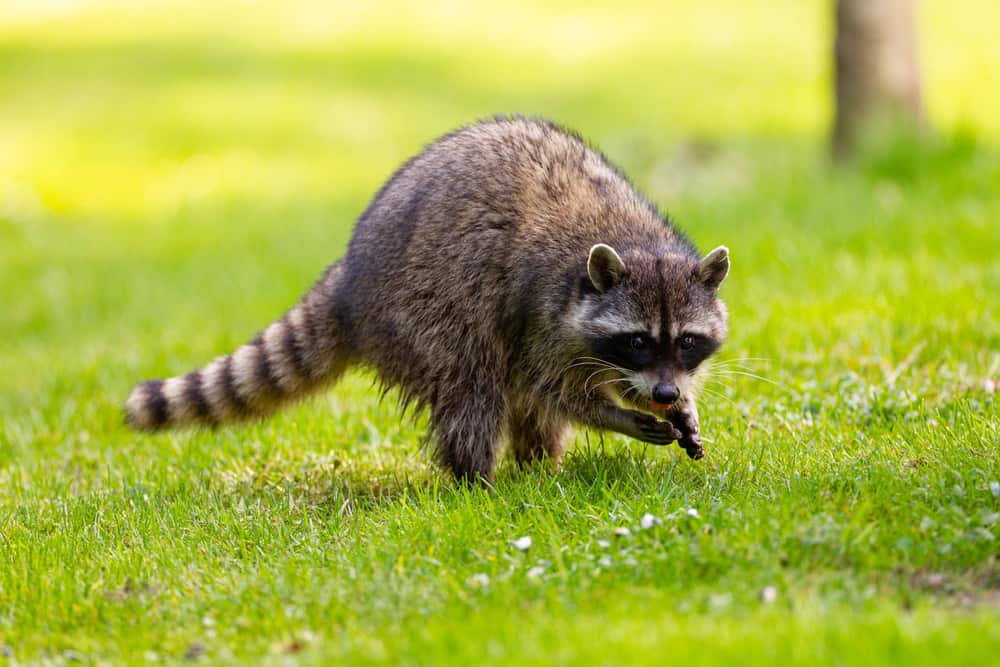 This is a solitary raccoon eating on a grassy land.