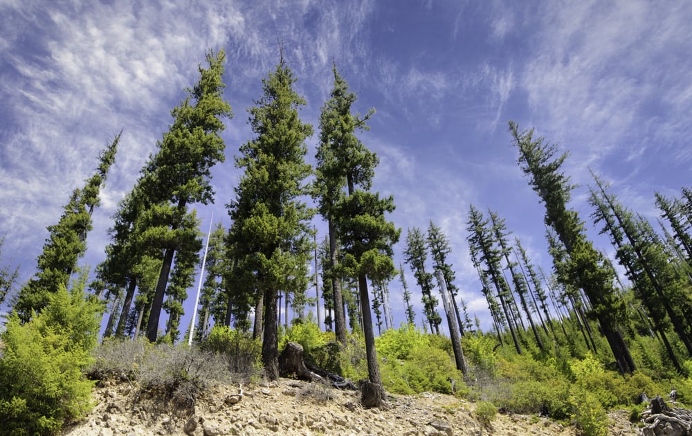 Tall Douglas-fir trees in a national forest park.