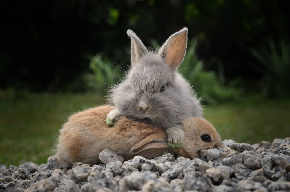 A couple of rabbits fighting on a gravelly ground.