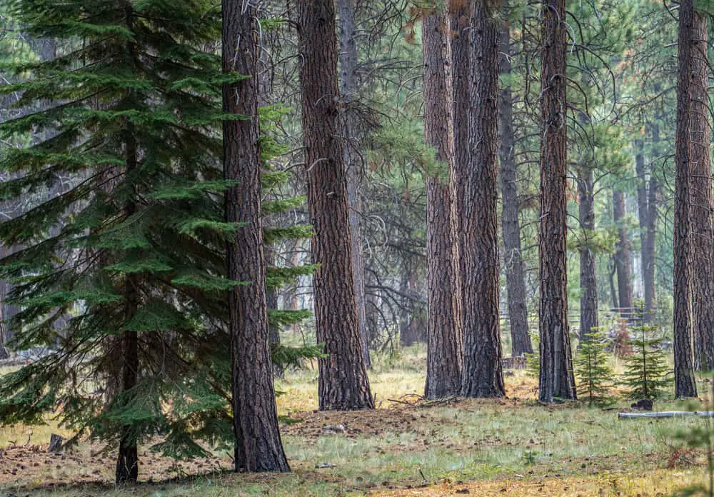 This is a close look at a forest of fir and ponderosa pine trees.