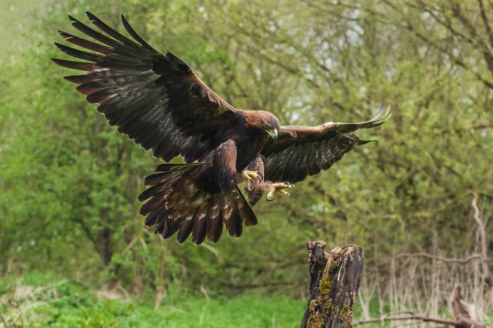 This is a large golden eagle about to land on branch,