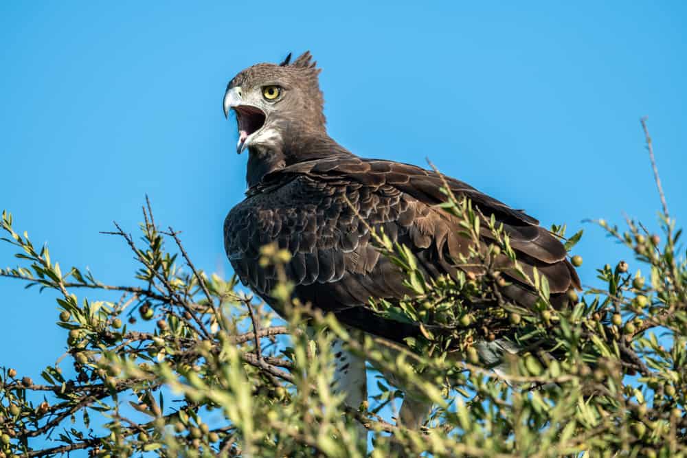 This is a dark martial eagle on top of a tree.