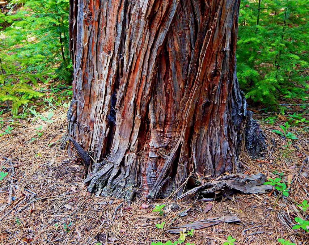 This is a close look at the base of a mature Western Hemlock tree at a national forest.