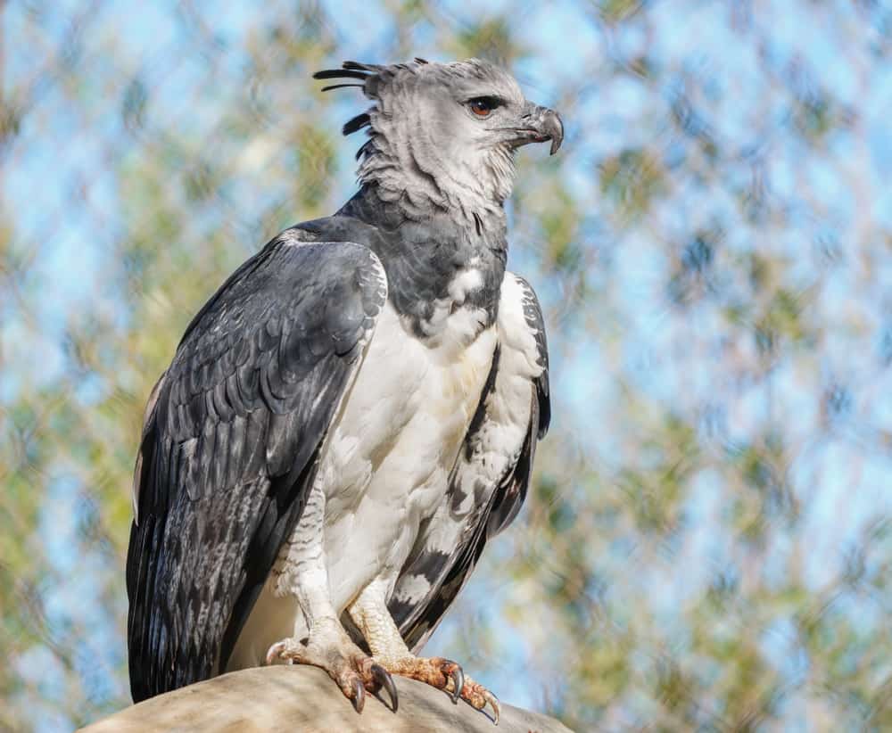 This is a harpy eagle sitting on a tree branch.