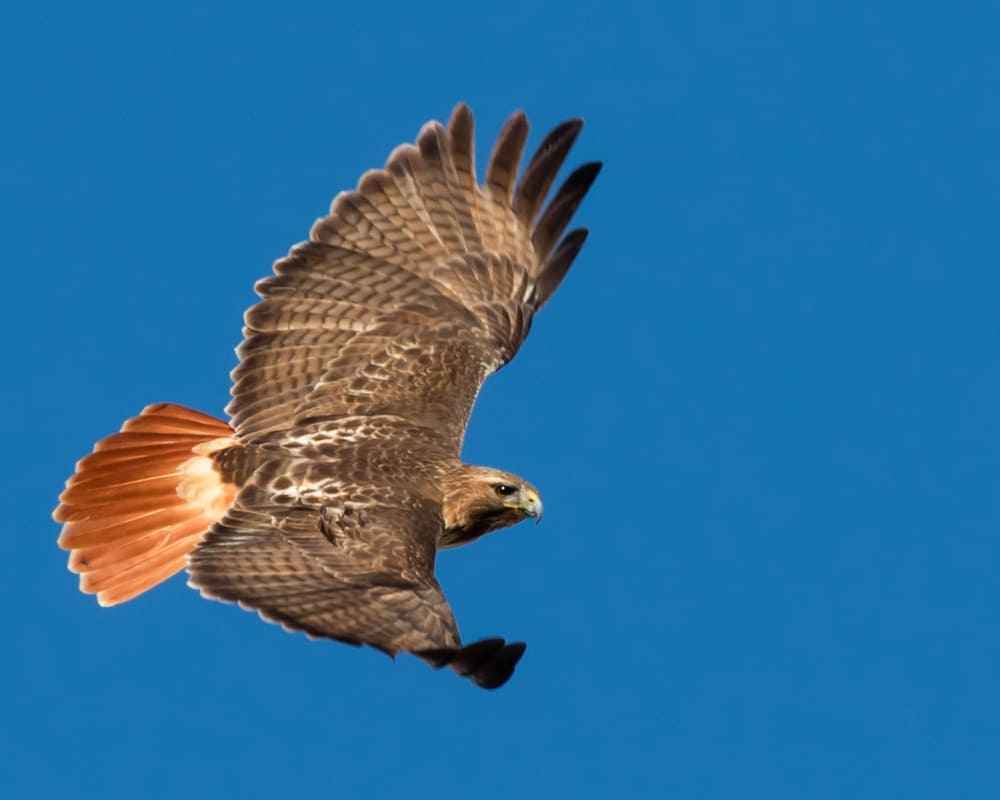 This is a close look at a red-tailed hawk flying.