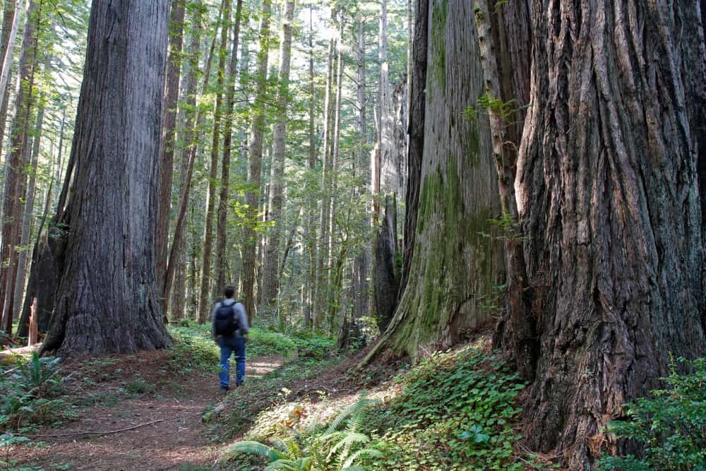 This is a close look at a trail hiker walking through the Oregon Redwoods.