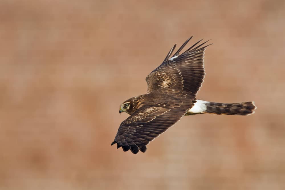 This is a close look at a northern harrier hawk flying.