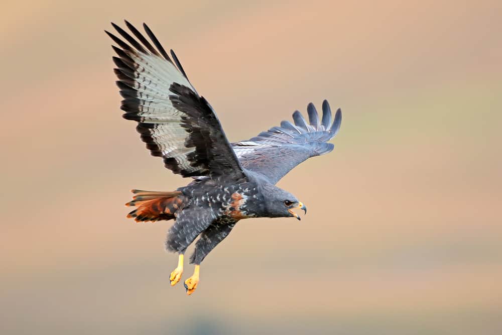 This is a close look at a jackal buzzard hawk flying.