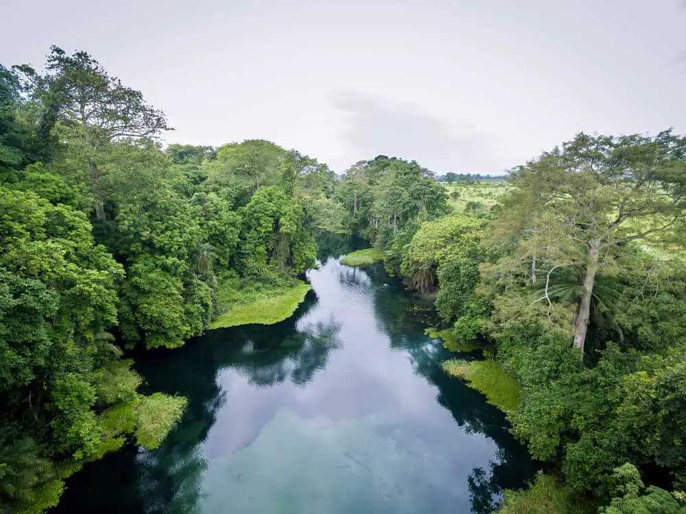 6-different-types-of-forests-in-africa-naturenibble