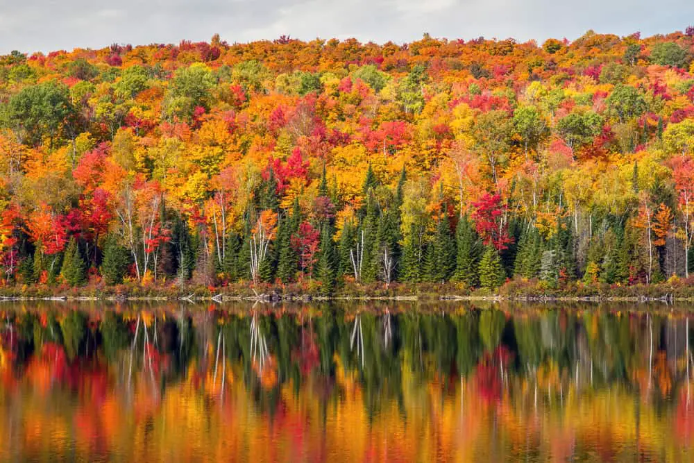 This is a dense forest with fall colors by the lake.