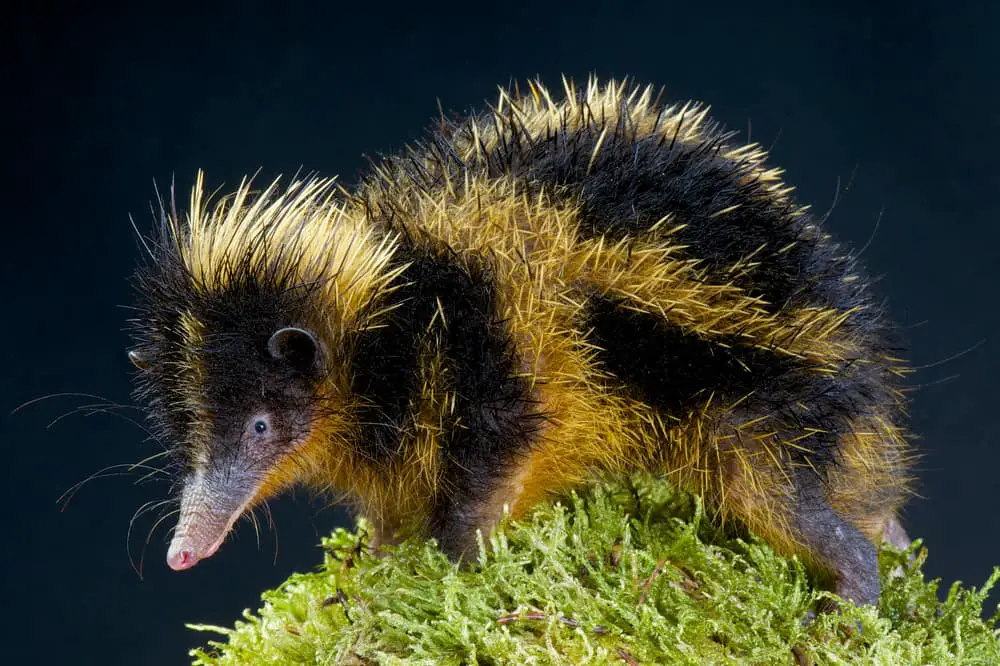 This is a black and yellow tenrec standing on a mossy stone.