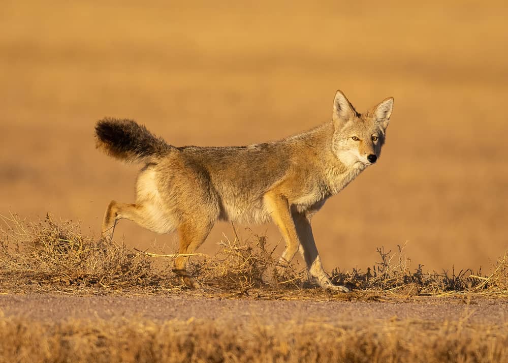 This is a look at a brown coyote running on a dirt gravel road.
