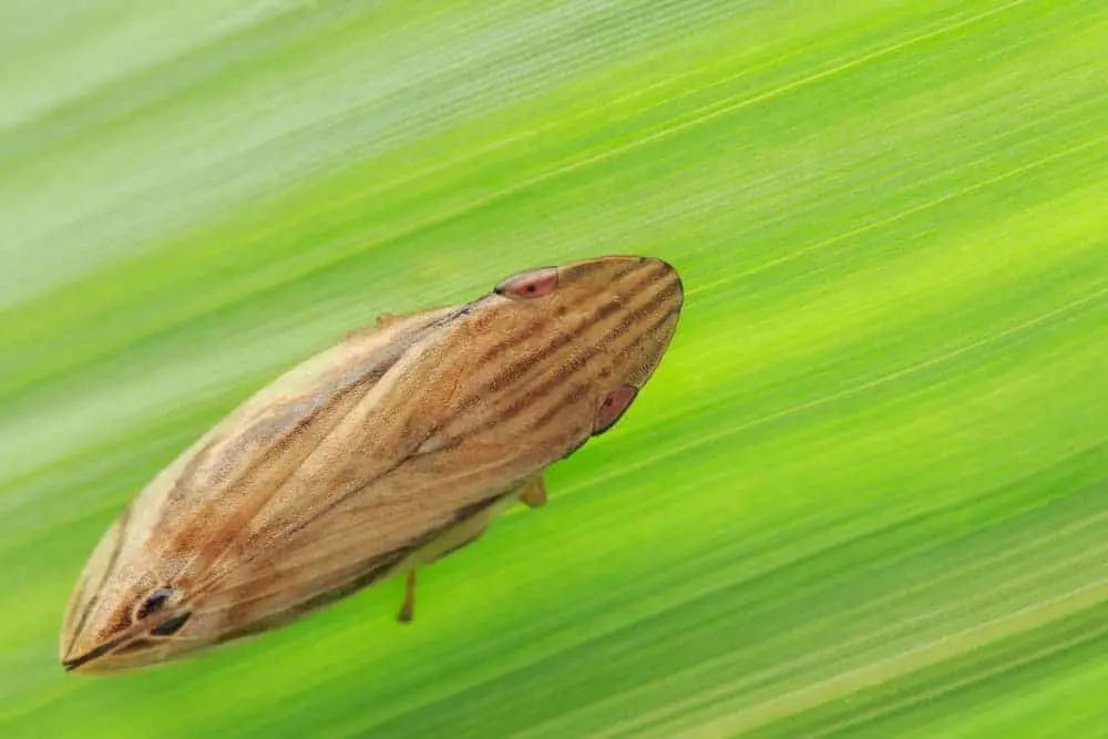 This is a close look at a brown froghopper against the green leaf.