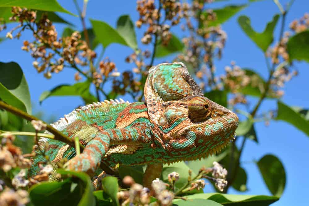 This is a chameleon taking its surrounding's colors of the tree and its leaves.