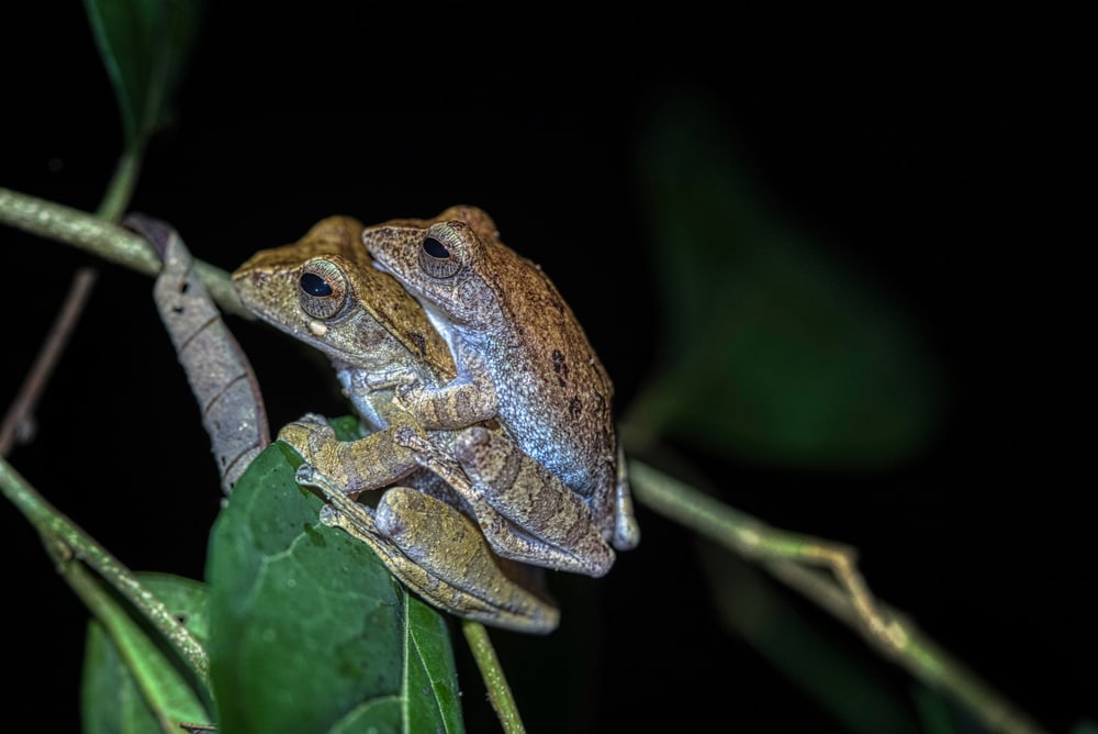 These are a couple of mating Malaysian Borneo frogs on a tree branch.