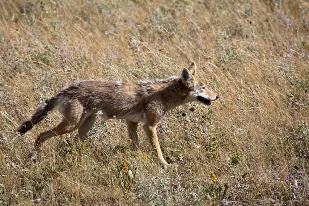 This is a plains coyote found in Alberta by the lake.