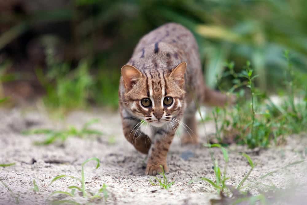 This is a close look at a rusty spotted cat stalking its prey.