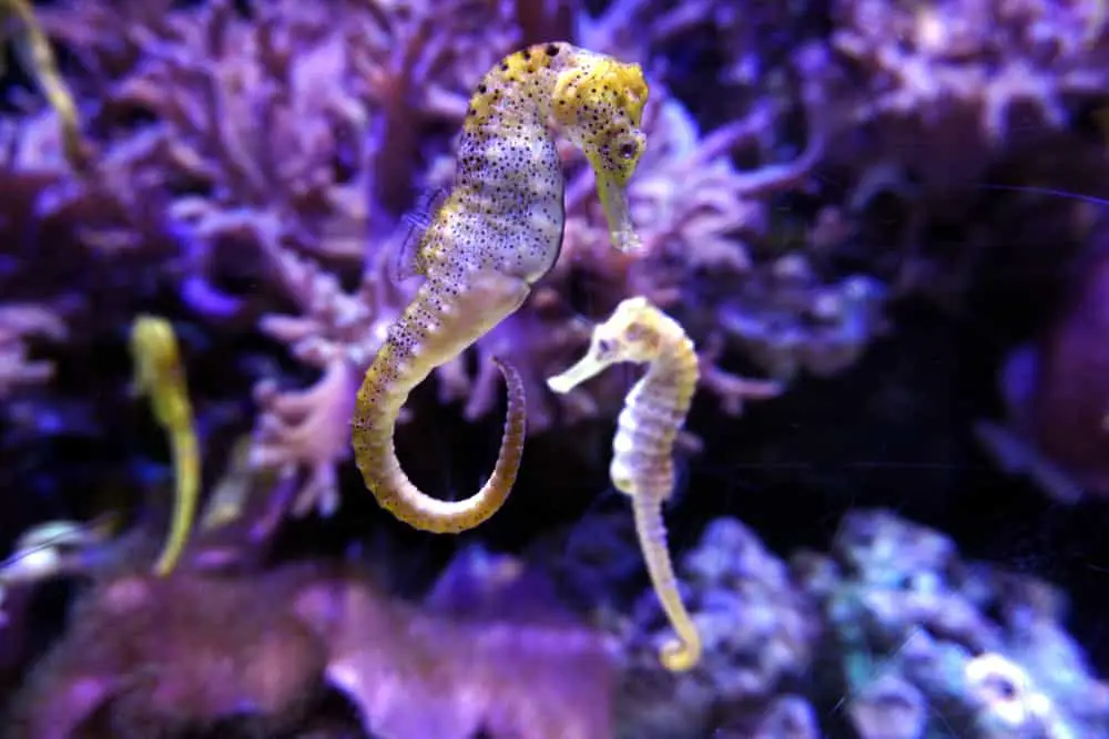 This is a view of seahorses swimming in a purple-lit aquarium.