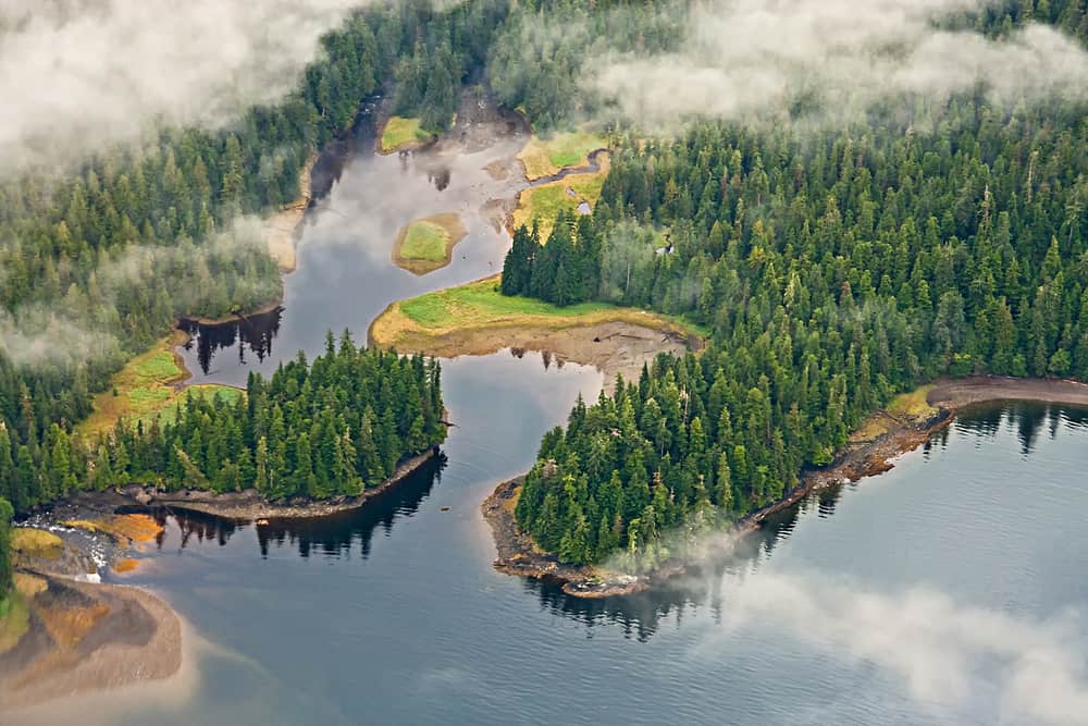 This is an aerial view of the Tongass National Forest in Alaska with pine trees.